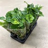MARANTHA 12 CM LEUCONEURA 1X10